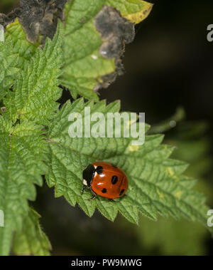 Marienkäfer auf einem grünen Blatt Stockfoto