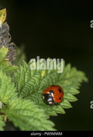 Marienkäfer auf einem grünen Blatt Stockfoto