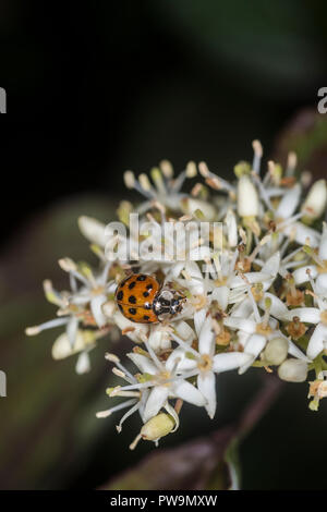 Marienkäfer auf einer Blume Stockfoto