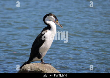 Pied Shag (Phalacrocorax varius), Pied Cormorant, close-up, stehend auf einem Rock ein Bein, blaue Meer Wasser Hintergrund ruht. Tauranga, Neuseeland Vogel. Stockfoto