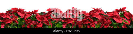 Viele weihnachten Pflanzen auf weißem Grund Stockfoto