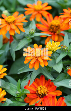 Zahara de los Atunes Zinnia 'Feuer' Blumen. Stockfoto