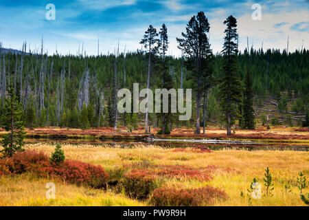 Herbst Farben entlang der Lewis River im Yellowstone Nationalpark, Wyoming Stockfoto