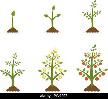 Vector Illustration des Pflanzenwachstums. Mit grünen Blättern und roten Früchten. Anpflanzung von Gemüse Konzept auf weißem Hintergrund. Stock Vektor