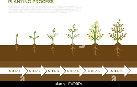 Vektor Infografik von Pflanzenwachstum. Mit grünen Blätter aus dem Boden wachsenden Baum. Abbildung: Anpflanzung von Gemüse und Obst. Stock Vektor