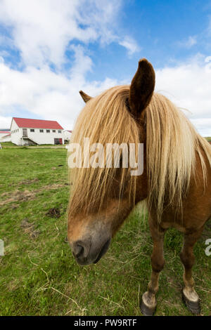 Nach isländische Pferd, Equus ferus caballus, auf einem Bauernhof auf der Halbinsel Snaefellsnes, Island Stockfoto