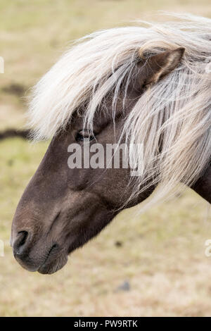 Nach isländische Pferd, Equus ferus caballus, auf einem Bauernhof auf der Halbinsel Snaefellsnes, Island Stockfoto