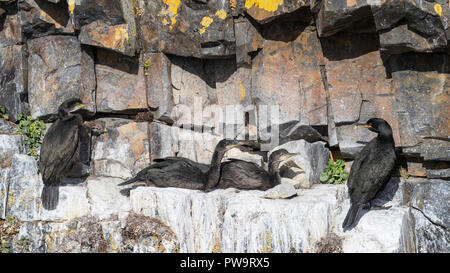 Erwachsene Europäische krähenscharben oder gemeinsamen Shag, Phalacrocorax Aristotelis, mit Küken auf Basalt Felsvorsprung in der Nähe von Stykkishhólmur, Island Stockfoto