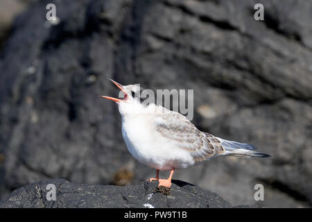 Küstenseeschwalbe, Sterna Paradisaea, Aufruf für Lebensmittel aus dem übergeordneten auf Insel Flatey, Island Stockfoto