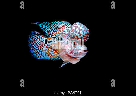 Cichliden Fisch im wunderschönen Aquarien zurück zu kommen Stockfoto