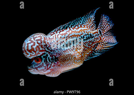 Cichliden Fisch im wunderschönen Aquarien zurück zu kommen Stockfoto