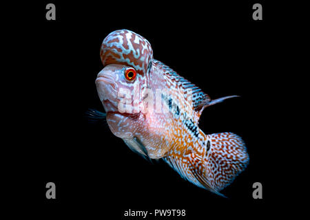 Cichliden Fisch im wunderschönen Aquarien zurück zu kommen Stockfoto