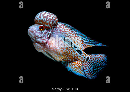 Cichliden Fisch im wunderschönen Aquarien zurück zu kommen Stockfoto