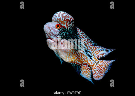 Cichliden Fisch im wunderschönen Aquarien zurück zu kommen Stockfoto