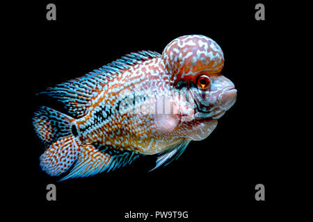 Cichliden Fisch im wunderschönen Aquarien zurück zu kommen Stockfoto