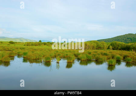 Der See ruhige Wasser und Wasserpflanzen. Die entfernten Hintergrund. Stockfoto