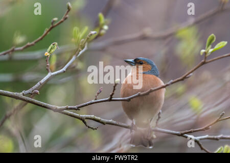 Buchfink (Fringilla coelebs) Vogel männlich, isoliert, auf einem Baum, Blured Hintergrund mit geringer Tiefenschärfe auf der Suche auf der linken Seite Stockfoto