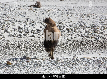 Baktrischen Kamel auf dem Karakorum Highway Stockfoto