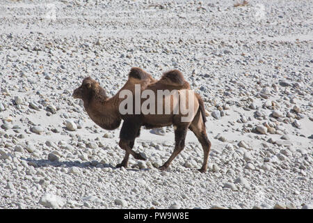 Baktrischen Kamel auf dem Karakorum Highway Stockfoto