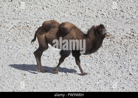Baktrischen Kamel auf dem Karakorum Highway Stockfoto
