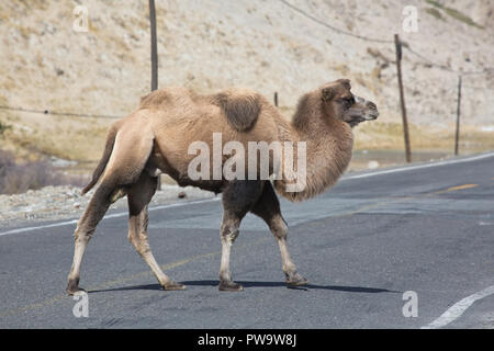 Baktrischen Kamel auf dem Karakorum Highway Stockfoto
