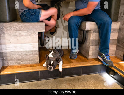 Ein gelangweilter Canine legt auf dem Boden in die Kamera schaut an der Leine wartet auf seinen Meister Mittagessen zu beenden Stockfoto