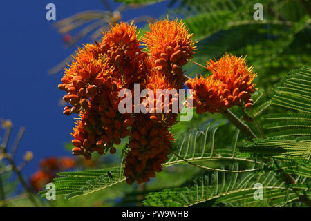 Colvillea racemosa in der Fabaceae Familie auch, die durch den Common Name Colville's Glory, Queensland, Australien bekannt Stockfoto