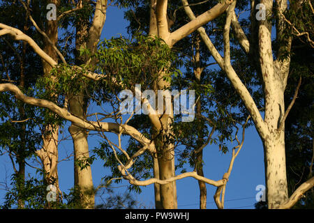 Sonnenuntergang auf Eukalyptusbäumen, ländlichen Queensland, Australien Stockfoto