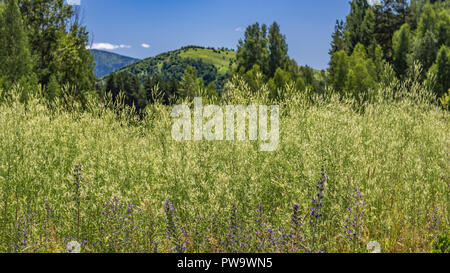 Sommer Tag Wiese mit hohem Gras und Blumen gegen die verschwommenen Berg Wald Hintergrund, Altai Gebirge, Kasachstan Stockfoto