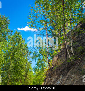 Birken, Kiefern, Zedern auf einem felsigen Abhang im Altai Gebirge, Kasachstan wächst. Sonnigen Sommertag, Blauer Himmel und weiße Wolken im Hintergrund Stockfoto