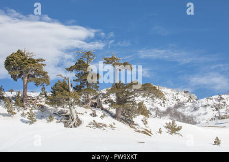 Nationalpark Pollino Stockfoto