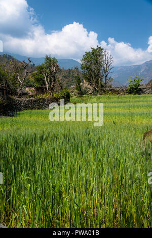 Reisterrassen, Annapurna region, Nepal Stockfoto