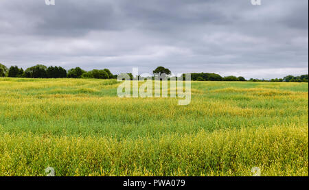 Blick über Feld von Hafer mit Bäumen am Horizont unter blauem Himmel und Fetzen der Wolken im Sommer in Beverley, Yorkshire, UK. Stockfoto