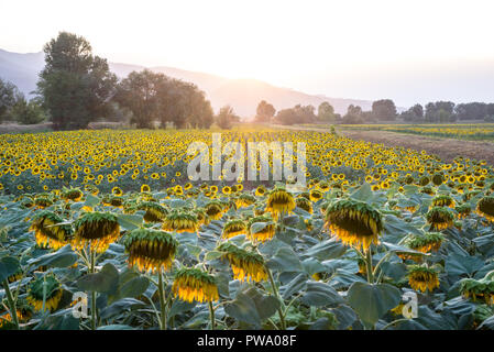 Sonnenblumenfeld bei Sonnenuntergang in der Toskana, Italien Stockfoto