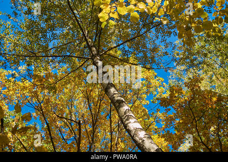 Gelbe Laub von eine Birke im Herbst. Bitsa Bitsevski Park (Park), Moskau, Russland. Stockfoto
