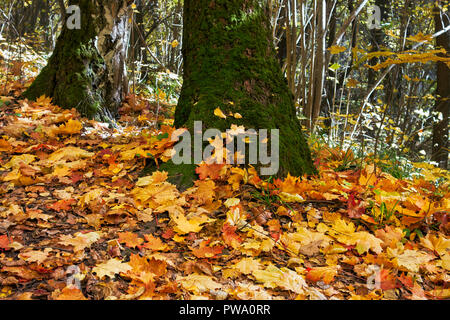 Gefallenen gelb Ahorn Blätter auf einen Wald im Herbst. Bitsa Bitsevski Park (Park), Moskau, Russland. Stockfoto