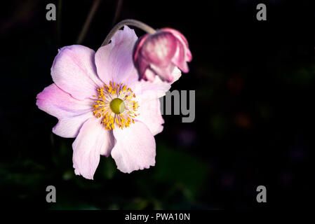 Anemone × hybrida Queen Charlotte, Anemone × hybrida Königin Charlotte. Ranunculaceae. Rosa japanische Anemone Blume. Stockfoto