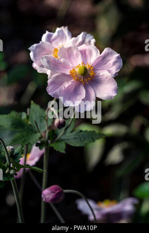 Anemone × hybrida Queen Charlotte, Anemone × hybrida Königin Charlotte. Ranunculaceae. Rosa japanische Anemone Blume. Stockfoto