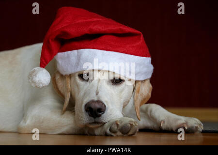 Porträt eines Labrador Hund Tragen santa claus hat Stockfoto