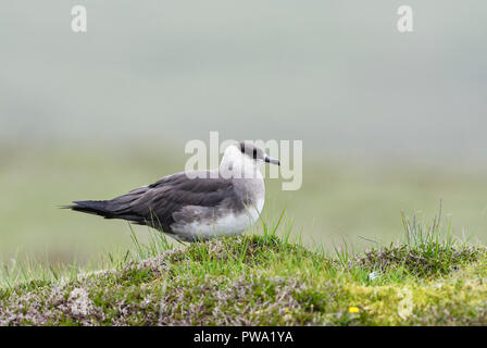 Schmarotzerraubmöwe - Eulen parasiticus, eleganten Flieger aus dem Atlantik und Pazifik. Stockfoto