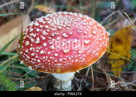 Amanita muscaria, fly, fly agaric amanita Makro Stockfoto