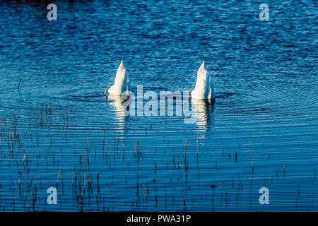 Schönes Bild von der Schwanz von zwei Enten, die in das Wasser eines Sees, kopieren Raum oder Platz für Text versenkt werden, ideal für Postkarte oder Hintergrund Stockfoto