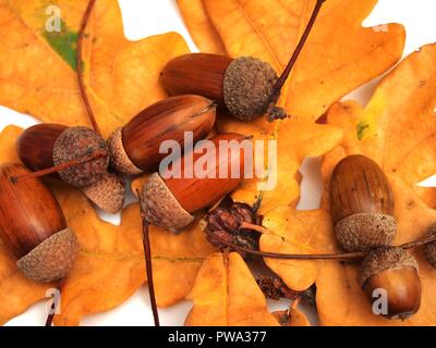 Eicheln liegen auf dem gelben Laub der Eiche. Foto auf weißem Hintergrund. Close Up. Stockfoto