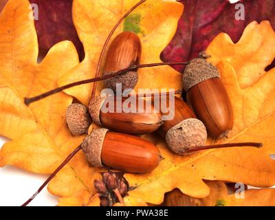 Eicheln liegen auf dem gelben Laub der Eiche. Foto auf weißem Hintergrund. Close Up. Stockfoto