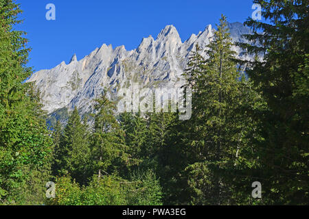 Blick auf das Engelhorn Bergen oberhalb von Grindelwald im Berner Oberland, Schweiz von Pinien umrahmt Stockfoto