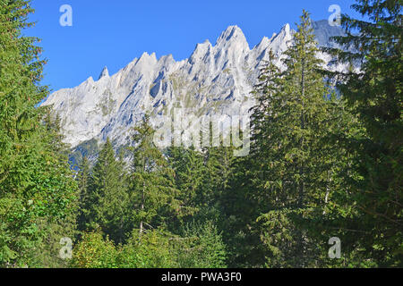 Blick auf das Engelhorn Bergen oberhalb von Grindelwald im Berner Oberland, Schweiz von Pinien umrahmt Stockfoto