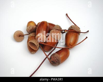 Mehrere Eicheln liegen auf einem weißen Hintergrund. Herbst. Close Up. Stockfoto