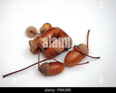 Mehrere Eicheln liegen auf einem weißen Hintergrund. Herbst. Close Up. Stockfoto