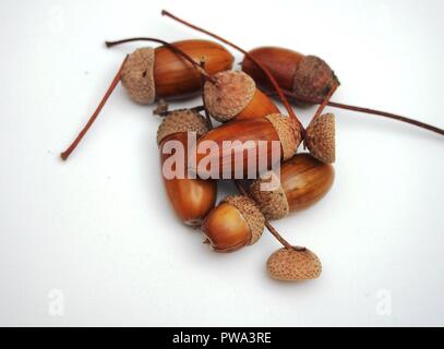 Mehrere Eicheln liegen auf einem weißen Hintergrund. Herbst. Close Up. Stockfoto