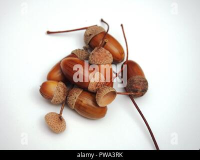 Mehrere Eicheln liegen auf einem weißen Hintergrund. Herbst. Close Up. Stockfoto